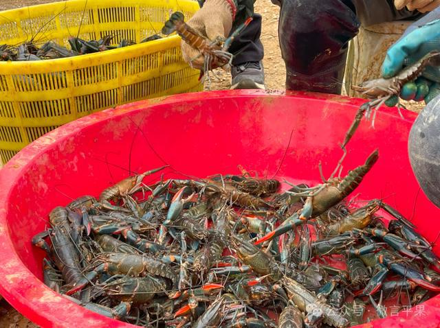 青魚價格_200斤青魚價格_青魚價格一覽表
