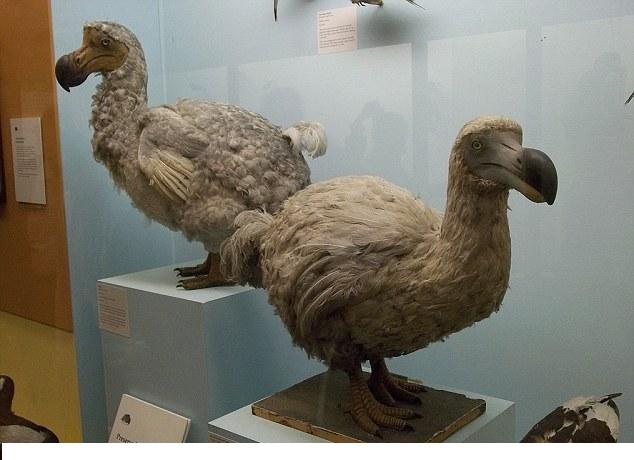 復活成功的滅絕動物視頻_復活成功的滅絕動物_復活滅絕動物成功的原因