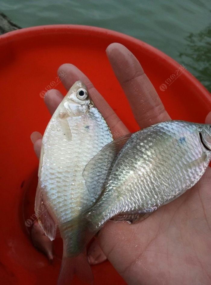 浮釣七星漂怎么調漂_傳統釣七星漂調浮圖解_釣魚七星漂的調法大全