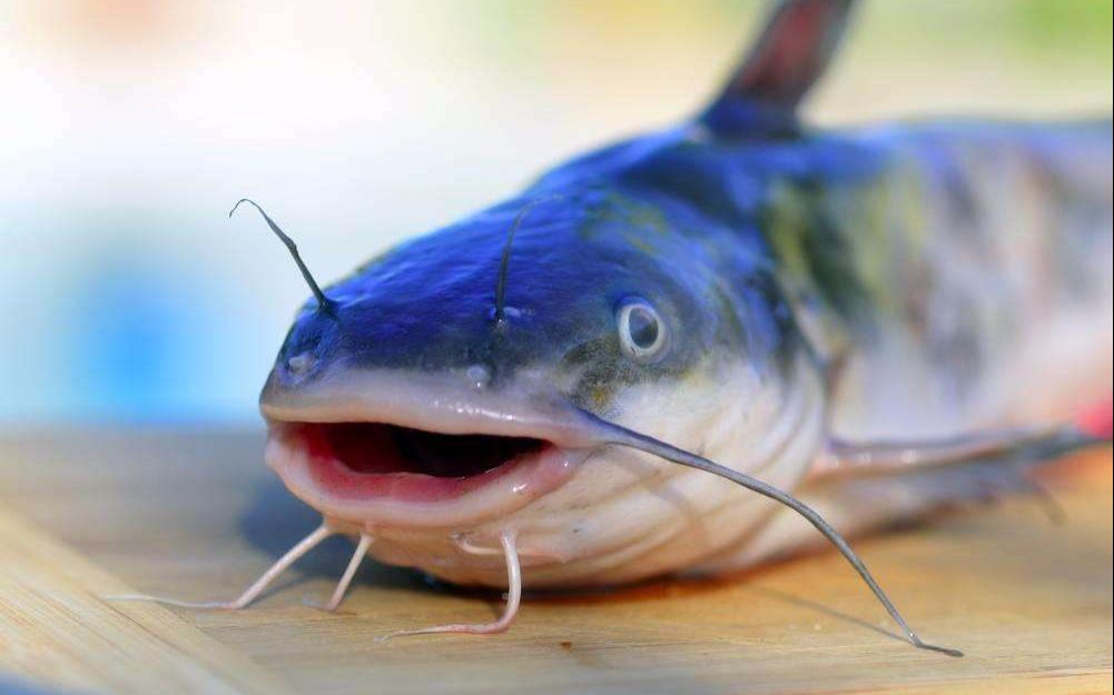 河里土鯰魚_土鯰魚多少錢一斤_土鯰魚學名