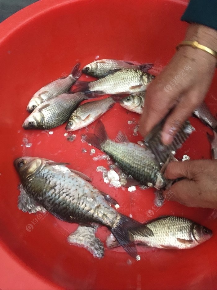 春季水庫釣魚用什么餌料最好_釣魚水庫春季餌料好用嗎視頻_釣魚水庫春季餌料好用嗎