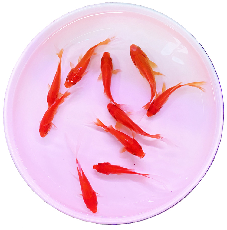 虎皮曼龍和什么魚混養_曼龍魚是什么魚_曼龍魚的作用