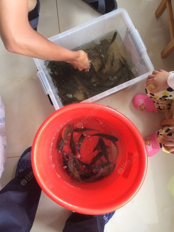 冬季鯽魚餌料味型_冬天鯽魚餌料味型_初冬釣鯽魚用什么味型的餌料
