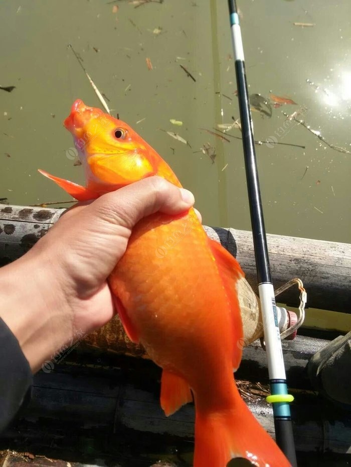 浮釣草魚餌料配方_浮草釣草魚_浮釣草魚用什么餌料