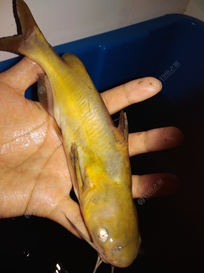 鹽邊鳡魚圖片_鳡魚假鳡魚_鳡魚圖片