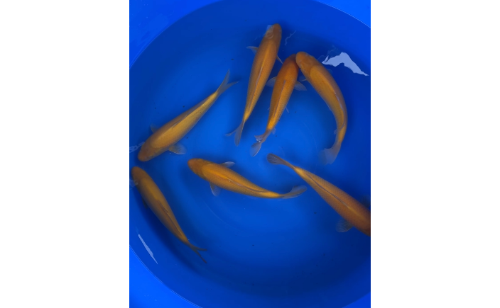 青魚價格_青魚價格2023年市場價_200斤青魚價格