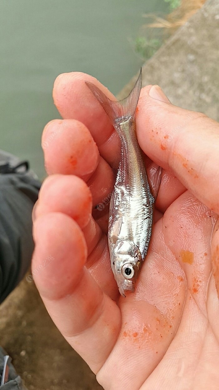 釣黑魚什么時間愛上魚_鉤黑魚什么時間好_黑魚什么時間釣才容易上鉤