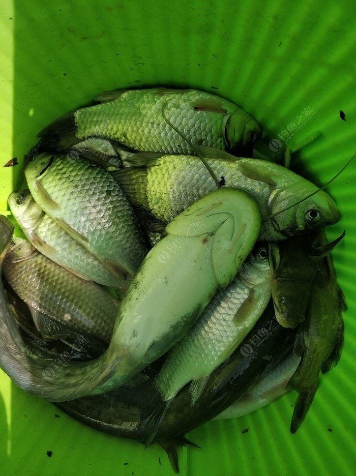 初冬釣鯽魚怎么調漂_冬季釣鯽魚調漂_冬季釣鯽魚浮漂怎么調漂