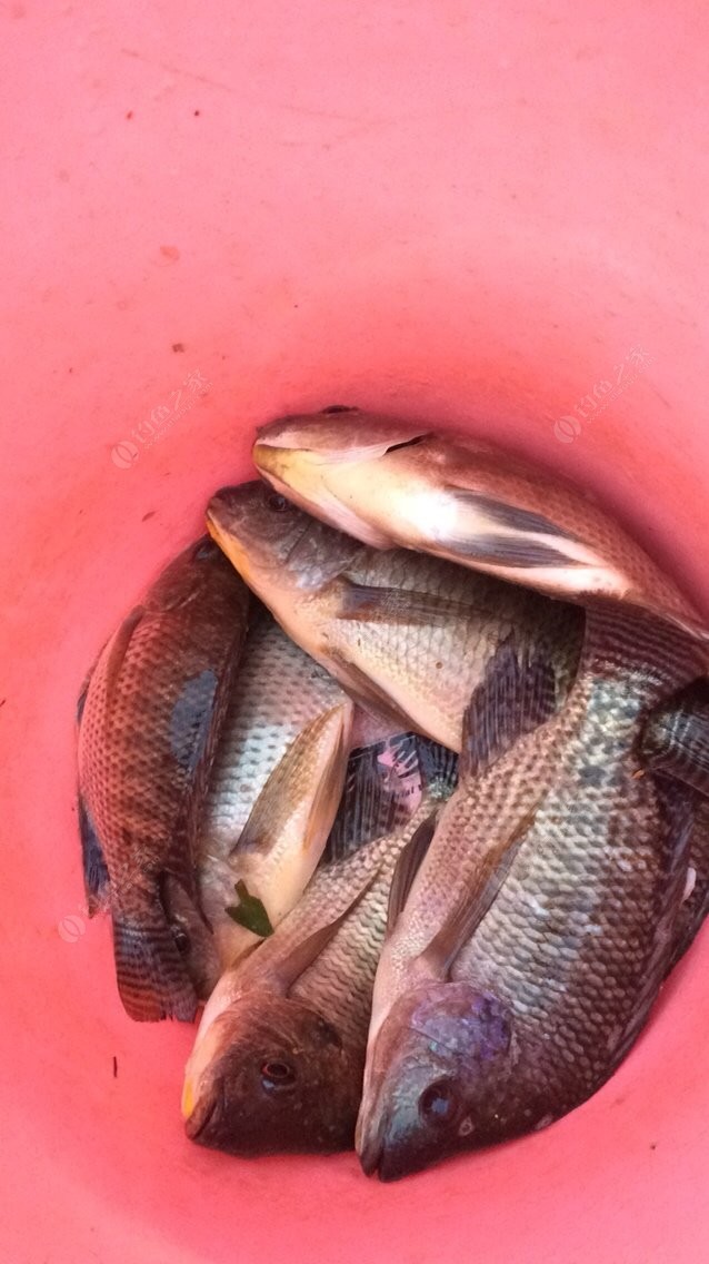 釣黑魚什么時間愛上魚_黑魚什么時間釣才容易上鉤_釣黑魚幾月份上鉤