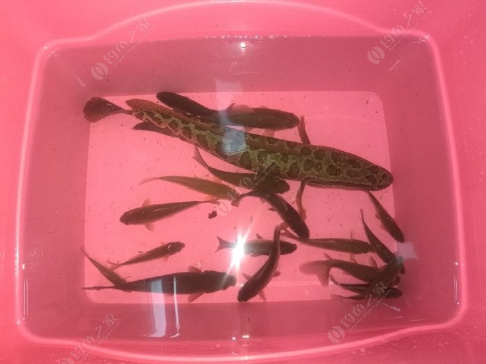 黑魚什么時間釣才容易上鉤_釣黑魚什么時間愛上魚_釣黑魚幾月份上鉤