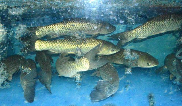 十大干凈魚_干凈的魚都有哪些種類_三大公認最干凈的魚