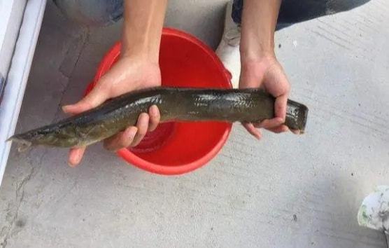 魚鉤掛泥鰍圖片示范圖片_泥鰍釣魚如何掛鉤圖片_釣魚掛鉤泥鰍圖片高清