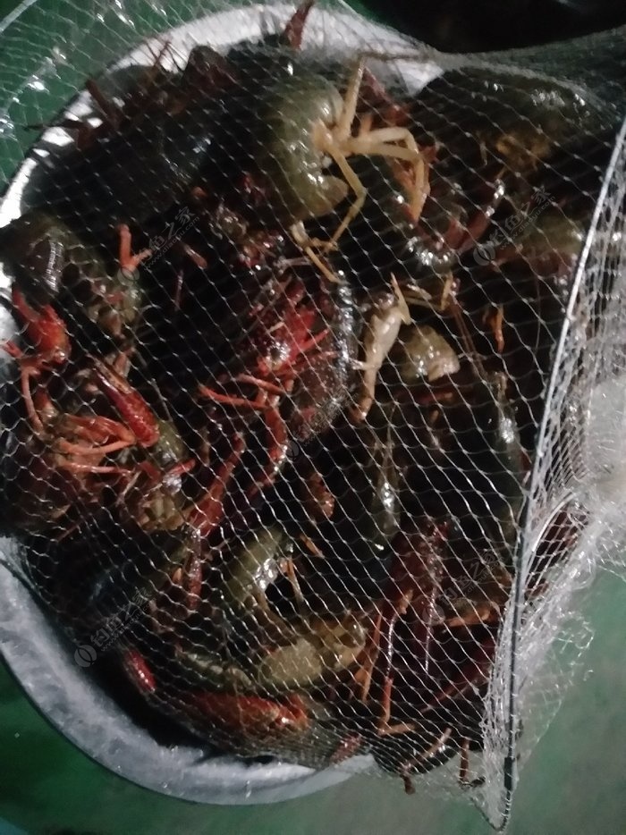 釣魚掛鉤泥鰍圖片高清_釣魚掛鉤泥鰍圖片欣賞_泥鰍釣魚如何掛鉤圖片