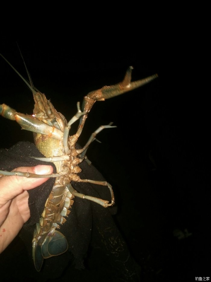 泥鰍釣魚如何掛鉤圖片_釣魚掛鉤泥鰍圖片欣賞_釣魚掛鉤泥鰍圖片高清