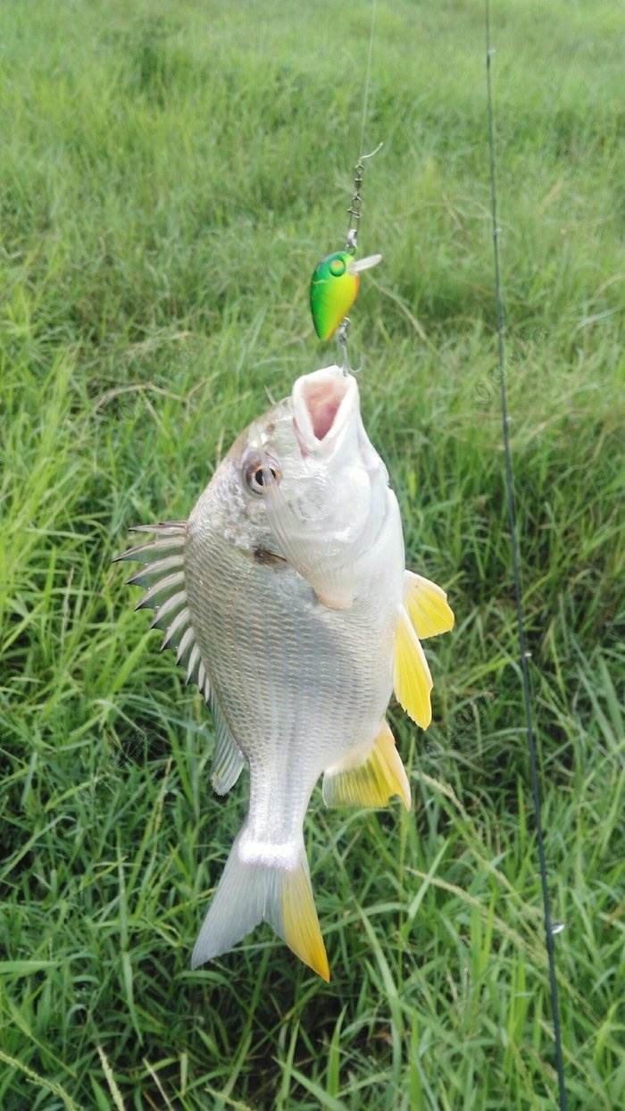 南宮附近免費釣魚_釣魚南宮地方好有什么好處_南宮有那些地方好釣魚