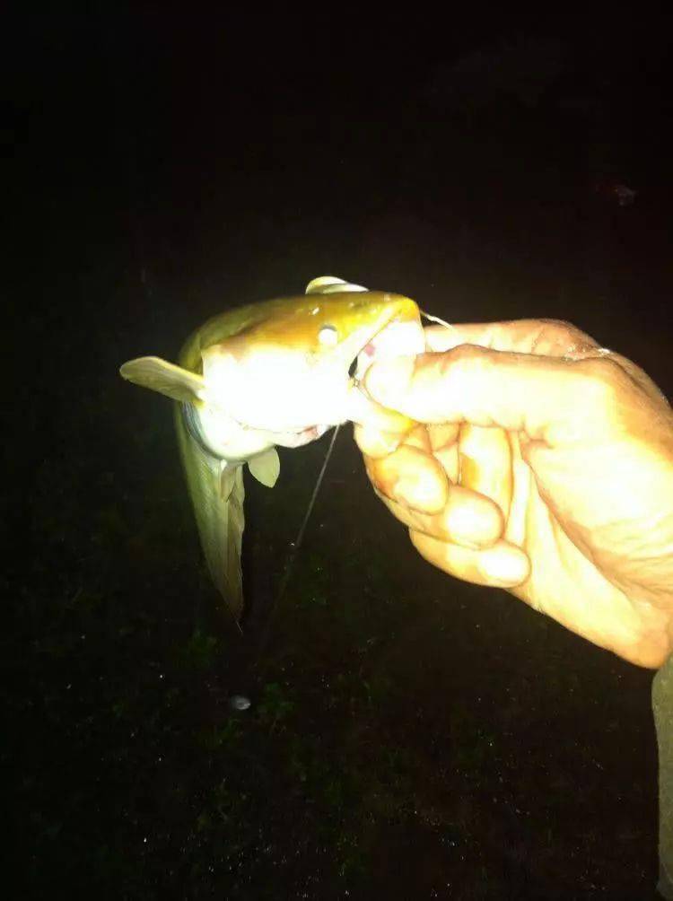 鯰魚為什么不能吃_鯰魚吃好嗎_鯰魚能吃魚食嗎