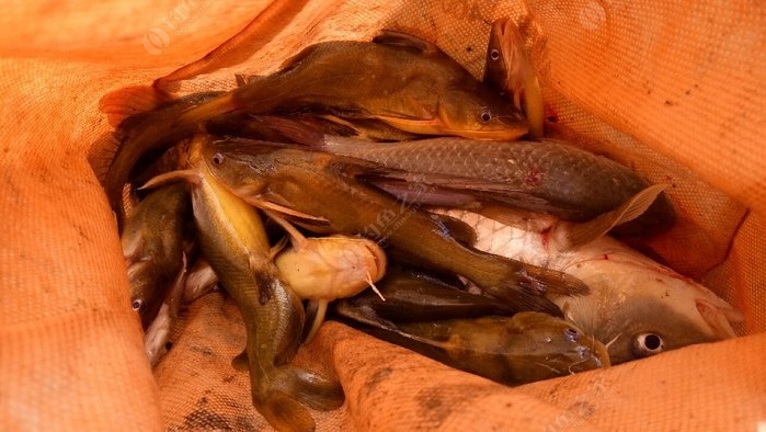 釣魚蚯蚓怎么養殖_釣魚蚯蚓正確掛法_蚯蚓釣魚