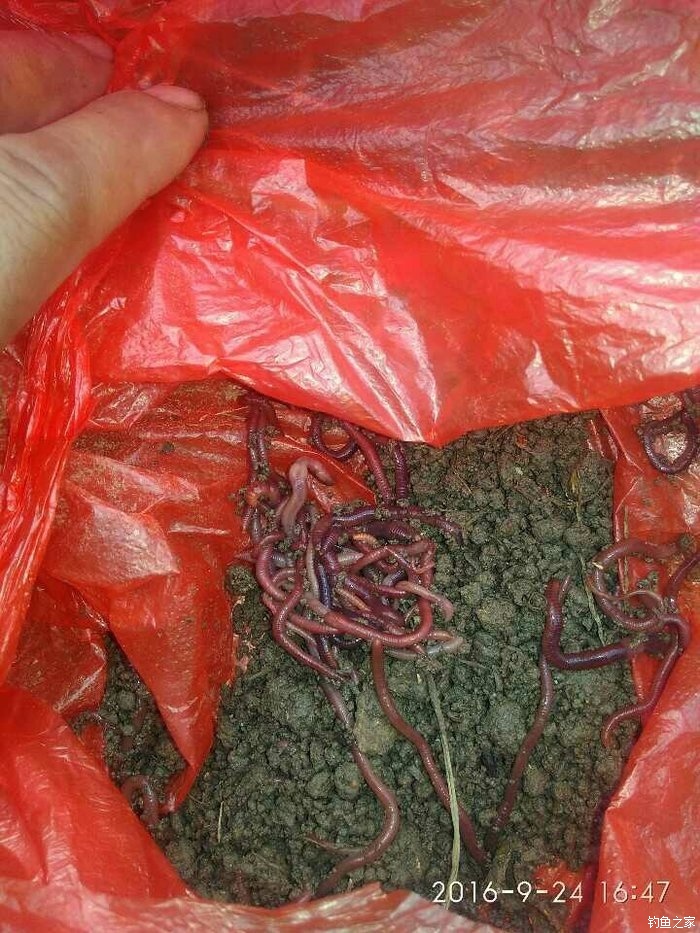 釣魚蚯蚓怎么掛鉤_釣魚蚯蚓正確掛法_蚯蚓釣魚