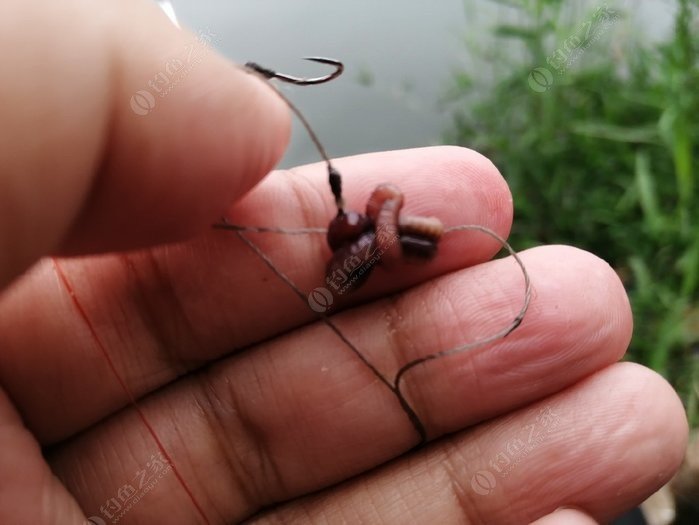 蚯蚓釣魚_釣魚蚯蚓怎么掛鉤_釣魚蚯蚓正確掛法