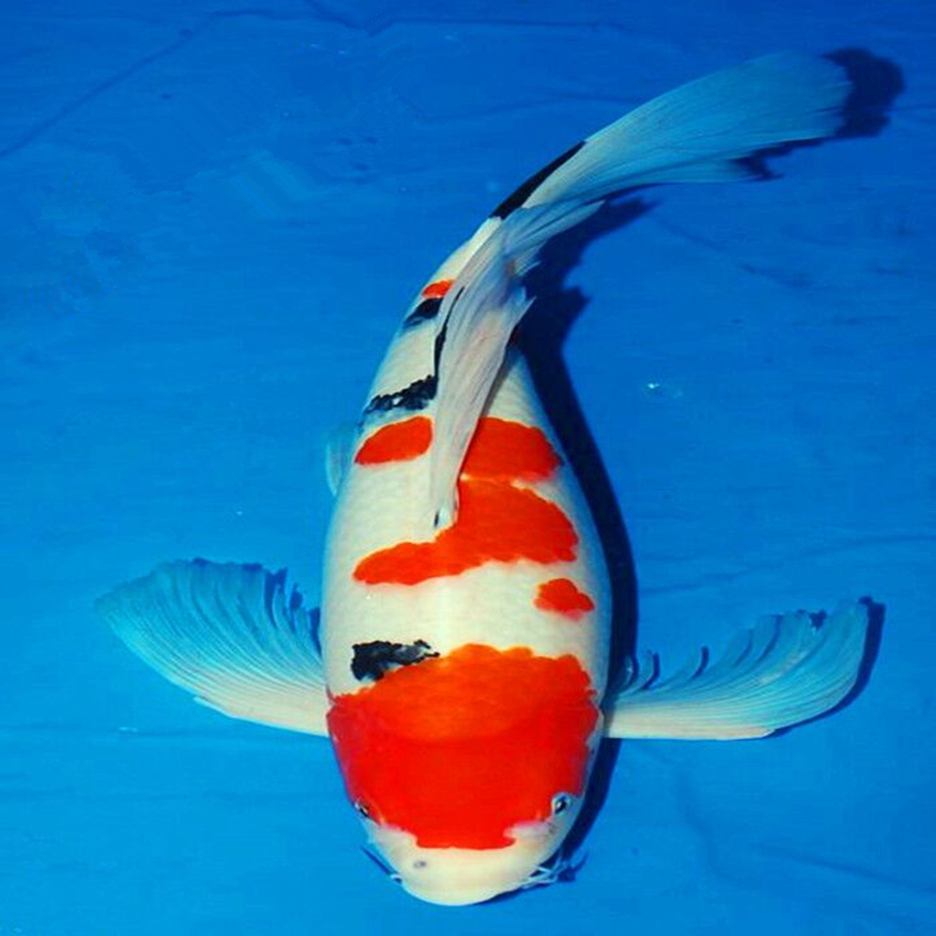 錦鯉魚品種介紹_錦鯉品種珍貴排名_錦鯉魚品種