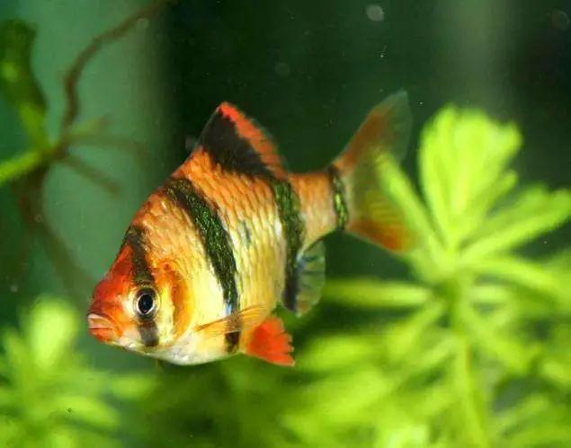 攀鱸魚生長周期_攀鱸魚壽命是幾年_攀鱸魚一年長多大