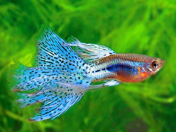 攀鱸魚壽命是幾年_攀鱸魚一年長多大_攀鱸魚生長周期