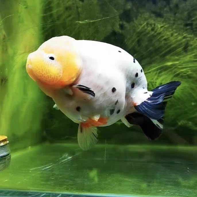 攀鱸魚一年長多大_攀鱸魚生長周期_攀鱸魚壽命是幾年