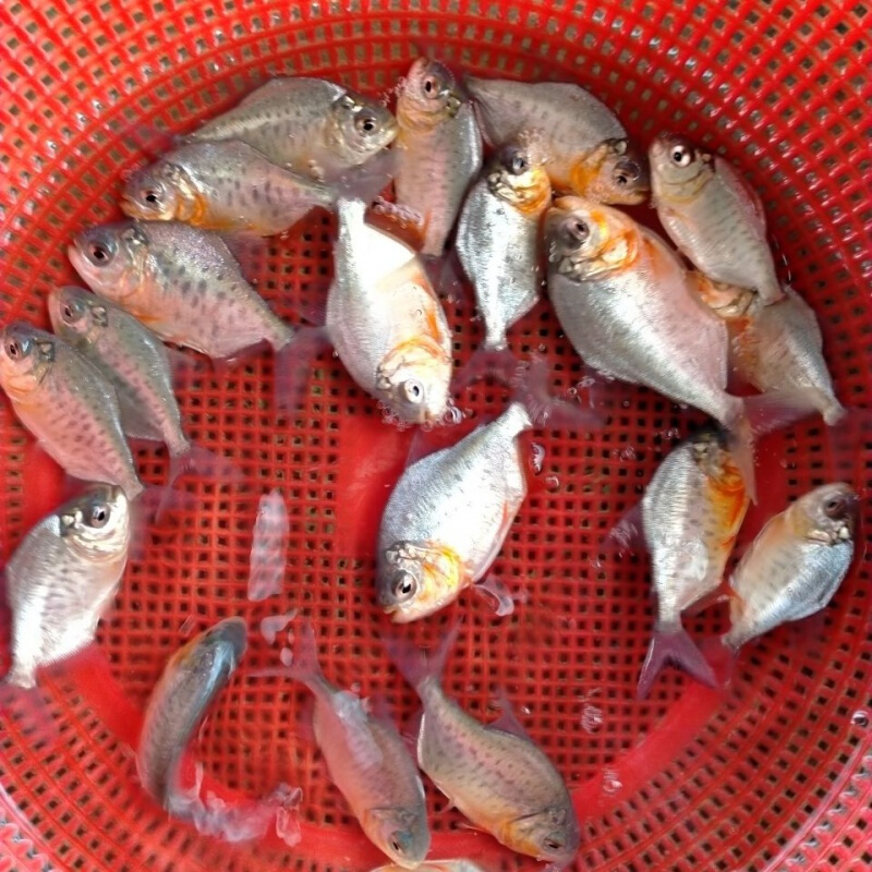 紅鯧魚和白鯧魚有什么區別？（附價格）