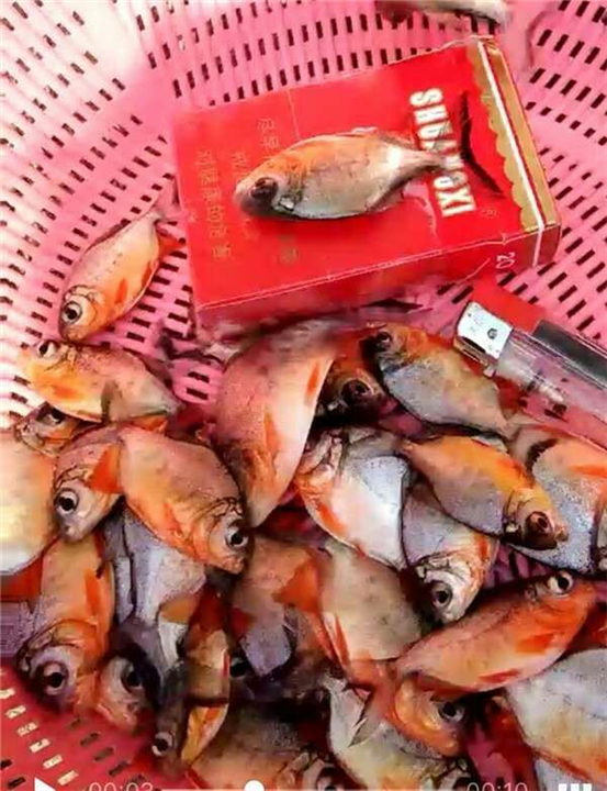 紅鯧魚價格多少錢一斤_紅腹鯧魚價格_紅鯧魚多少錢