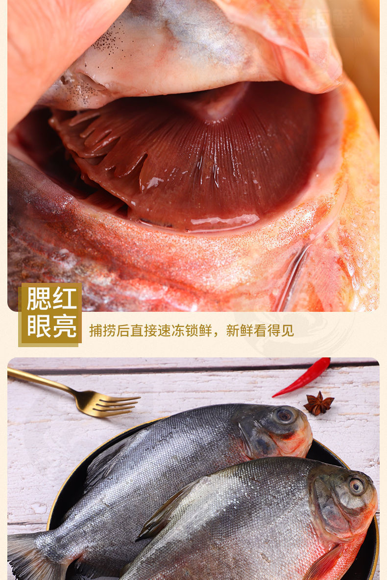 紅鯧魚多少錢_紅腹鯧魚價格_紅鯧魚價格多少錢一斤