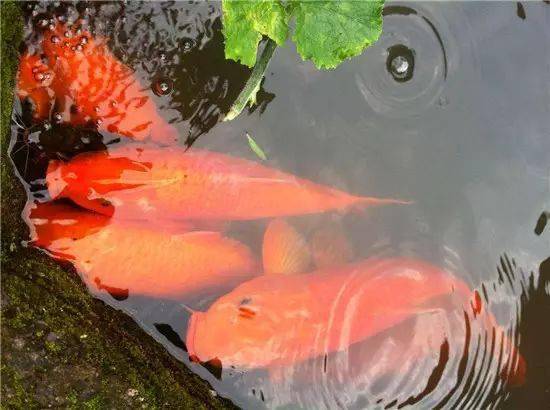 鯉魚為什么無故死亡_鯉魚死了有什么預兆_鯉魚死亡的三大原因