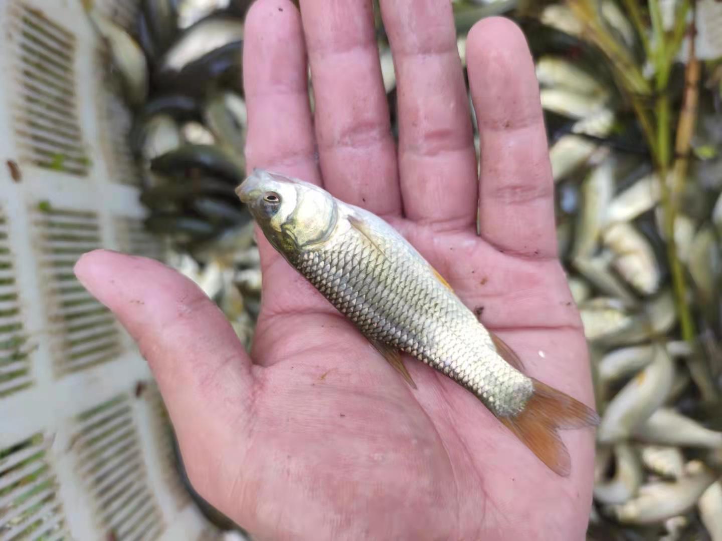 鯉魚死亡的三大原因_鯉魚為什么無故死亡_鯉魚死了有什么預兆
