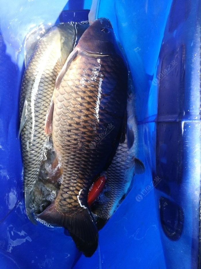 釣魚榆樹地方好有什么好處_榆樹有那些地方好釣魚_榆樹野釣的地方