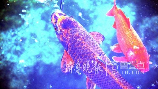 錦鯉品種珍貴排名_錦鯉魚哪個品種最名貴_錦鯉魚品種