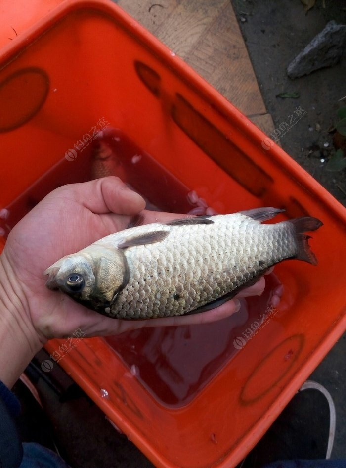 最新野釣鯽魚視頻_視頻鯽魚最新野釣視頻大全_釣魚視頻鯽魚