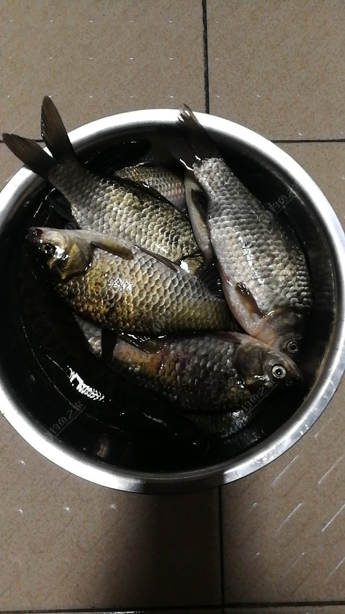 手竿野釣鯽魚視頻_野釣鯽魚視頻大全高清實戰_野釣鯽魚視頻手竿