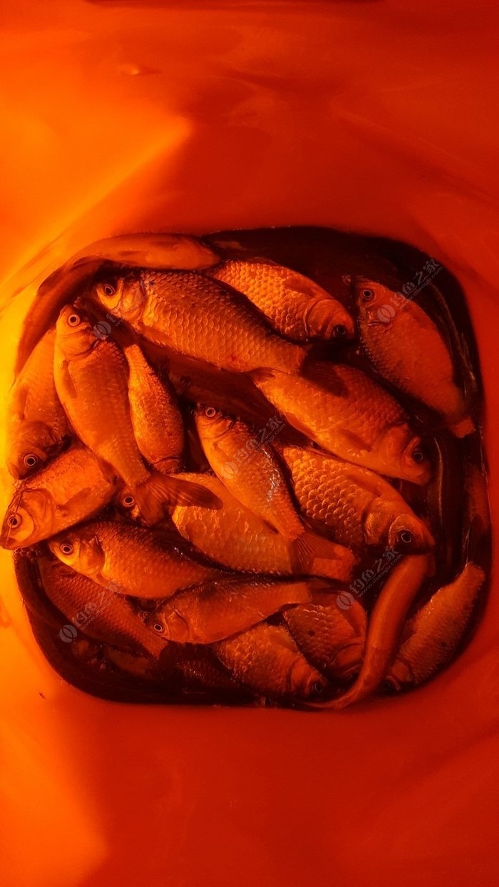 深秋鯽魚怎么釣_釣鯽魚深秋技巧正確方法圖片_深秋釣鯽魚正確方法與技巧