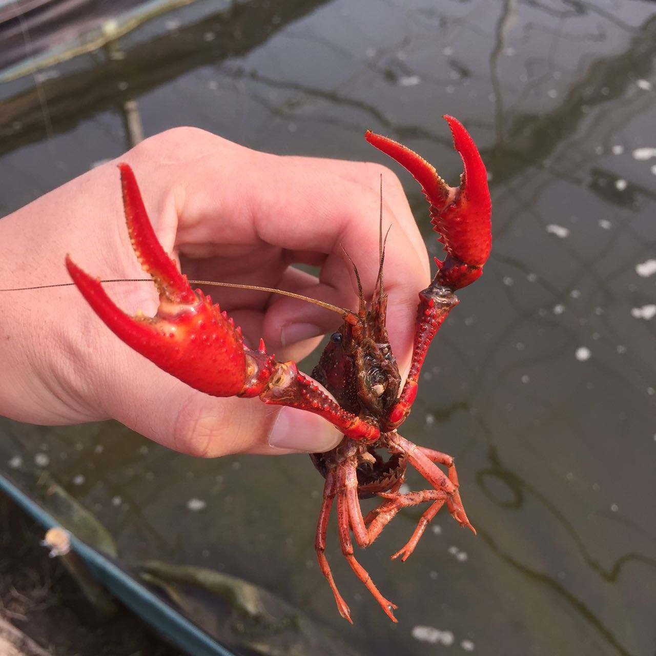 無棣大口河蝦池釣魚地點_無棣縣釣魚的地方_無棣大口河退潮時間