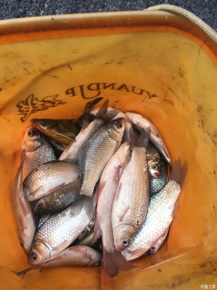 釣天氣鯽魚深秋好釣不_釣天氣鯽魚深秋好釣嗎視頻_深秋釣鯽魚什么天氣最好