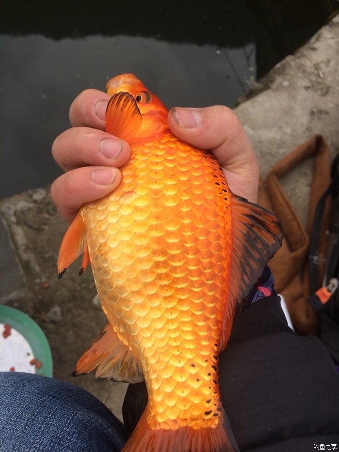 秋季釣鯽魚天氣_釣天氣鯽魚深秋好釣不_深秋釣鯽魚什么天氣最好