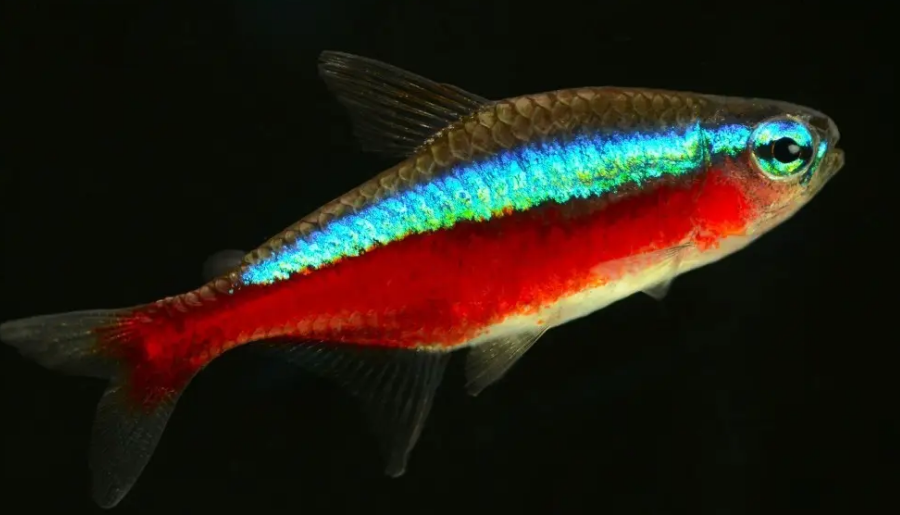 繁殖紅綠燈需要準備什么東西_紅綠燈魚繁殖視頻教程_紅綠燈魚繁殖魚卵圖片