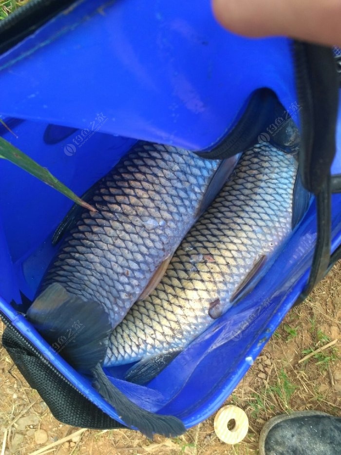釣草魚打窩用什么_10月底釣草魚用什么打窩_釣月底草魚打窩用幾號鉤