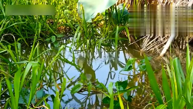 野釣草魚打窩用什么料最好_釣草魚打草窩用什么草_10月底釣草魚用什么打窩