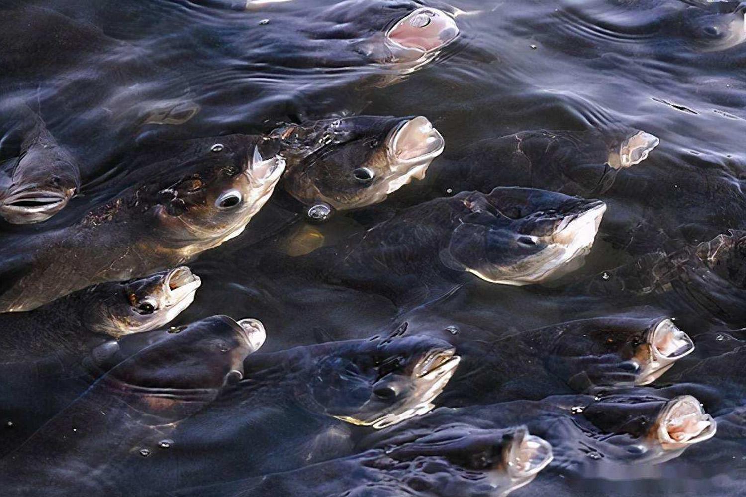 鯽魚偏紅_鯽魚變紅色是怎么回事啊_紅鯽魚是什么魚