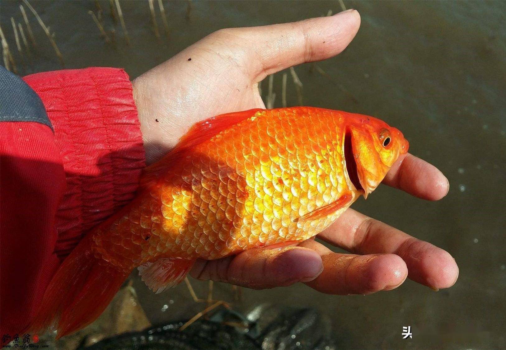 鯽魚和鯉魚的區別_鯽魚和鯉魚的區別在哪里圖片_鯉魚鯽魚區別圖片