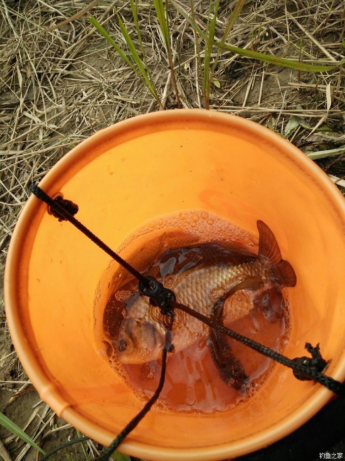 呆子魚是什么魚_呆子魚的圖片_呆子魚學名