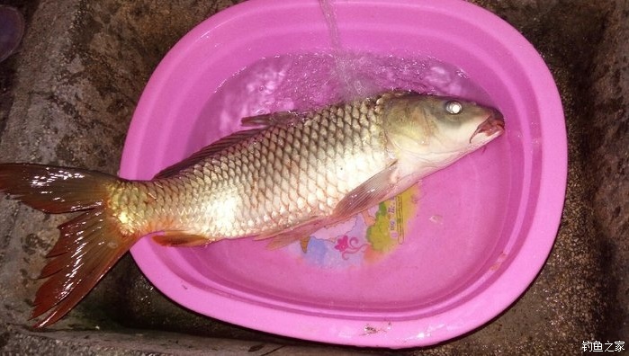 鯽魚黃金白好還是黑好_白鯽魚和黃金鯽魚哪個好_白鯽魚和黃金鯽魚區別