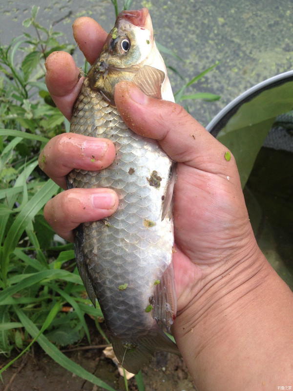 白鯽魚和黃金鯽魚哪個好_鯽魚黃金白好還是黑好_白鯽魚和黃金鯽魚區別