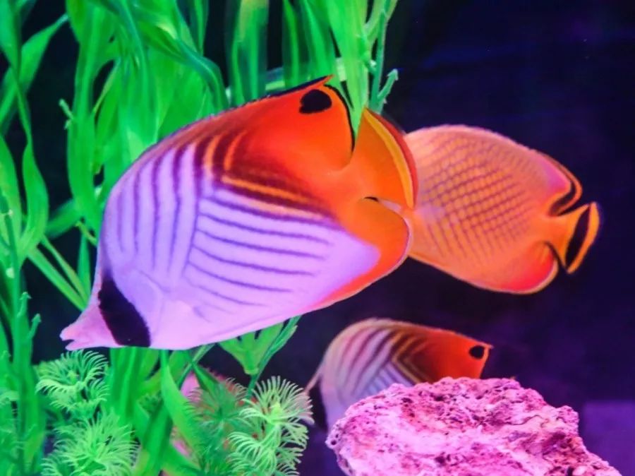 護士鯊是什么鯊魚_護士鯊可以家養嗎_護士鯊會不會攻擊人