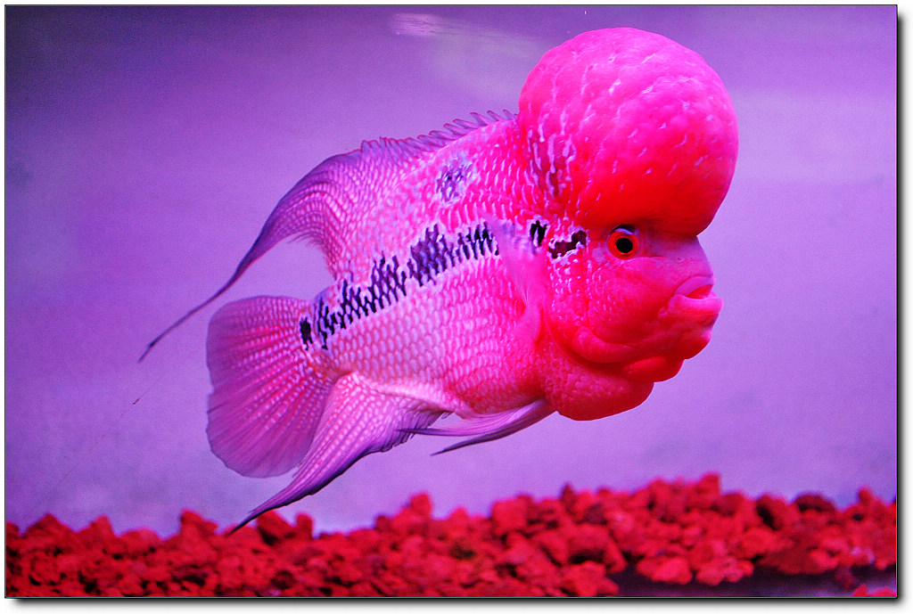 釣魚生活悠閑釣魚手機版介紹游戲中玩家能體驗悠閑的自然生活